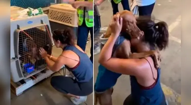 La perrita se emocionó al ver a su dueña. La perrita se emocionó al ver a su dueña.