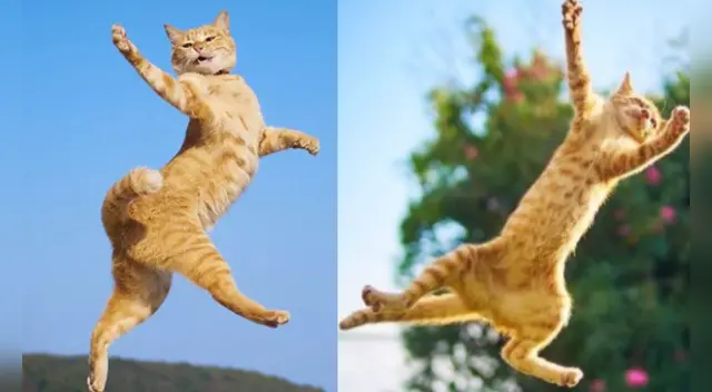 La hilarante escena ha causado la risa de miles de usuarios en las redes sociales. La hilarante escena ha causado la risa de miles de usuarios en las redes sociales.