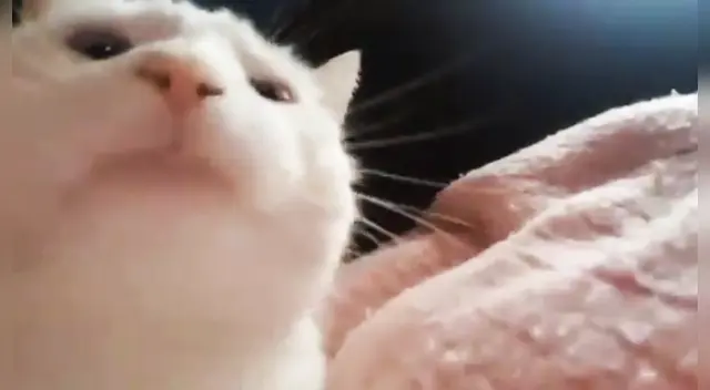 El clip del gato tiene casi 100.000 reproducciones en YouTube. El clip del gato tiene casi 100.000 reproducciones en YouTube.