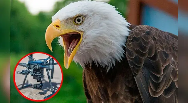 Águila calva atacó a dron que volaba sobre el lago Míchigan.