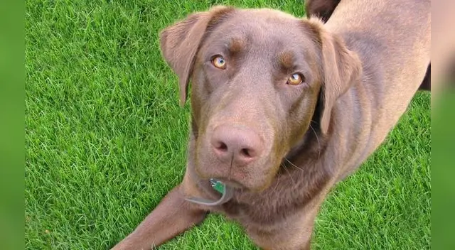 La perrita se emocionó al ver a su dueña. La perrita se emocionó al ver a su dueña.