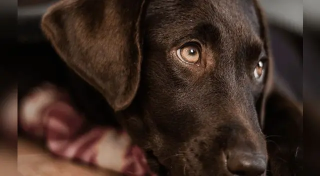La perrita abrazó a su dueña. La perrita abrazó a su dueña.