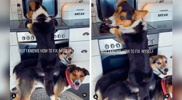 En las imágenes de Facebook se ve como los perritos se alistan para robar el plato de comida.