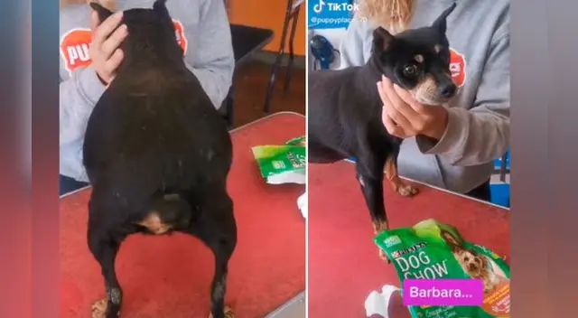 La perrita trató de ocultar su cara.
