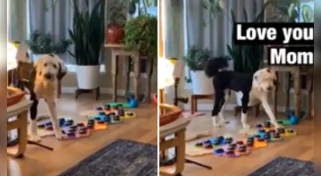 El video viral conmovió a miles de usuarios en las redes sociales.