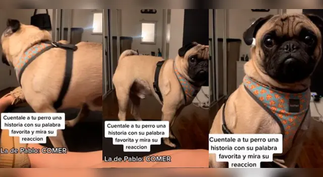 El clip del pequeño perro consiguió miles de reacciones y comentarios en Facebook. El clip del pequeño perro consiguió miles de reacciones y comentarios en Facebook.