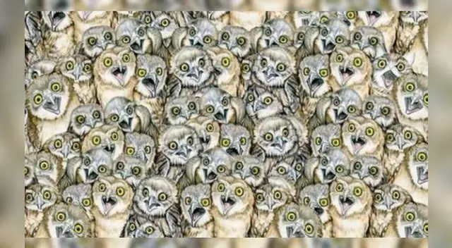 Desliza para ver la respuesta del reto visual de Facebook.