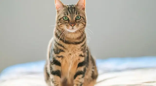 Gato cae sobre la cabeza de un hombre y lo noquea en plena calle Gato cae sobre la cabeza de un hombre y lo noquea en plena calle