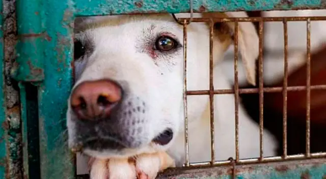 Hombre ató y arrastró con su moto a un perro porque “tenía rabia” Hombre ató y arrastró con su moto a un perro porque “tenía rabia”