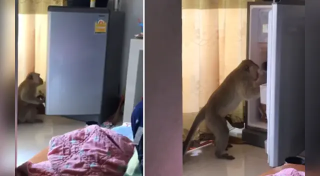 La curiosa actitud del mono ha causado la risa de miles en las redes sociales. La curiosa actitud del mono ha causado la risa de miles en las redes sociales.