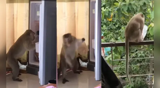 El clip del travieso mono causó furor en YouTube. El clip del travieso mono causó furor en YouTube.