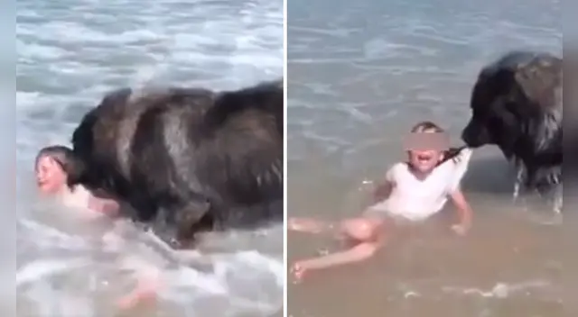 La valiente hazaña del can causó furor en las redes sociales.