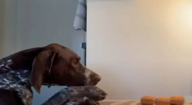 Mujer descubre quién le ha estado robando decenas de pastelitos Mujer descubre quién le ha estado robando decenas de pastelitos