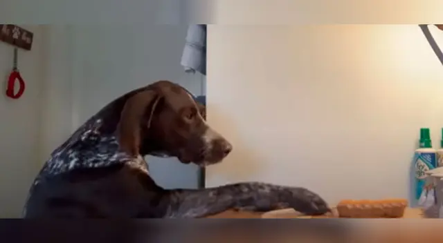 Mujer descubre quién le ha estado robando decenas de pastelitos Mujer descubre quién le ha estado robando decenas de pastelitos