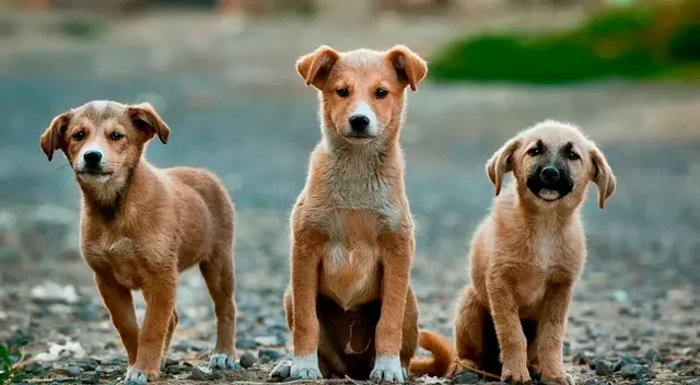 Repartidor de golosinas alimenta a los perritos de la calle y se vuelve viral