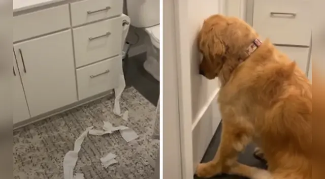 El clip del perro logró más de 100.000 reproducciones en TikTok. El clip del perro logró más de 100.000 reproducciones en TikTok.