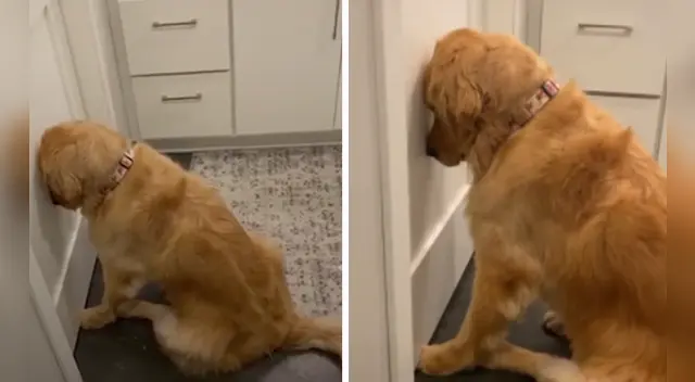 El comportamiento del can conmovió a miles de usuarios en las redes sociales. El comportamiento del can conmovió a miles de usuarios en las redes sociales.