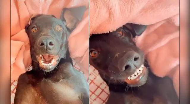 Imágenes del perrito viral de YouTube.