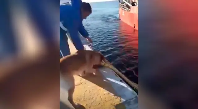 Perrito ayuda a amarrar los barcos que llegan al puerto Perrito ayuda a amarrar los barcos que llegan al puerto