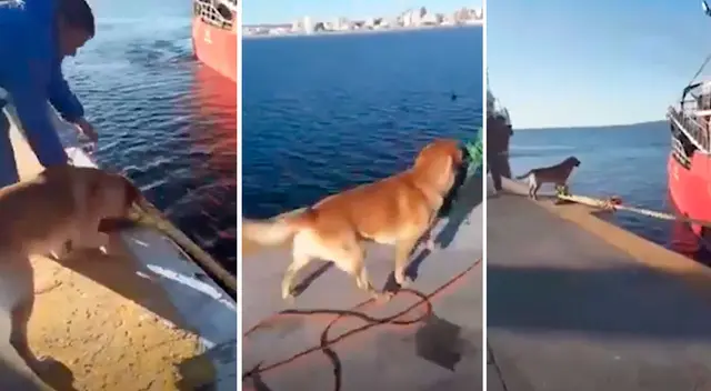 Perrito ayuda a amarrar los barcos que llegan al puerto Perrito ayuda a amarrar los barcos que llegan al puerto