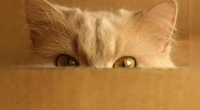 Ejercita tu cerebro y examina tu nivel de inteligencia. Mira la imagen y acepta el reto del acertijo óptico que pondrá a prueba tu percepción. Ejercita tu cerebro y examina tu nivel de inteligencia. Mira la imagen y acepta el reto del acertijo óptico que pondrá a prueba tu percepción.