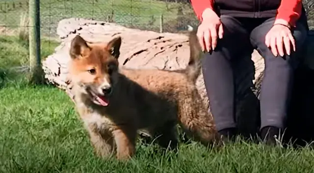 La historia de la pareja que rescató a un