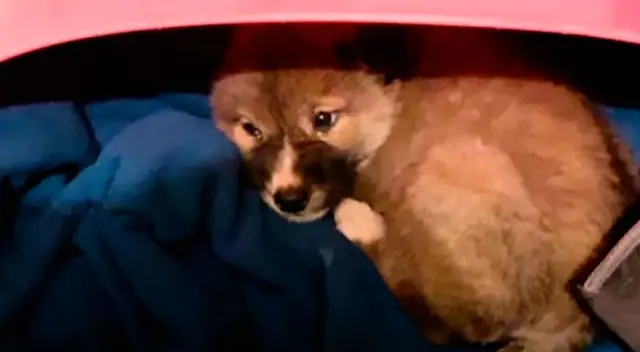 La historia de la pareja que rescató a un