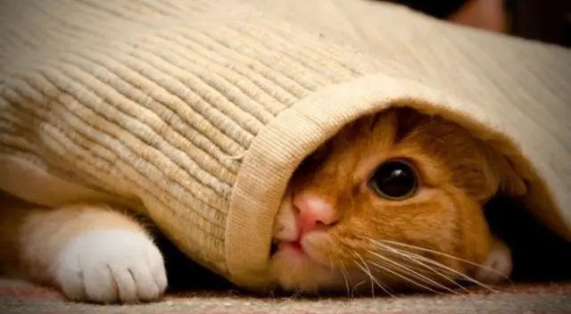 Reto visual de Facebook. Aquí hay gatos escondidos, ¿Puedes encontrarlos? Utiliza tu pensamiento abstracto para detectarlos con rapidez. Reto visual de Facebook. Aquí hay gatos escondidos, ¿Puedes encontrarlos? Utiliza tu pensamiento abstracto para detectarlos con rapidez.