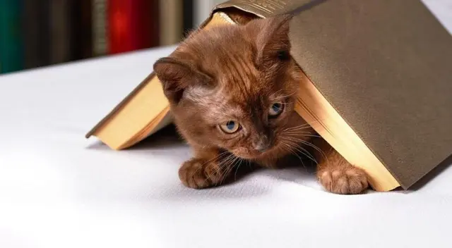 ¿Dónde puede esconderse un gato? Descubre cuántos mininos están escondidos en esta imagen. ¿Dónde puede esconderse un gato? Descubre cuántos mininos están escondidos en esta imagen.