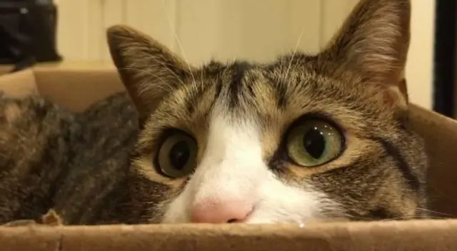 Mira la imagen y encuentra los gatitos escondidos. Únete al reto que ha dejado impactados a todos en redes sociales. Mira la imagen y encuentra los gatitos escondidos. Únete al reto que ha dejado impactados a todos en redes sociales.