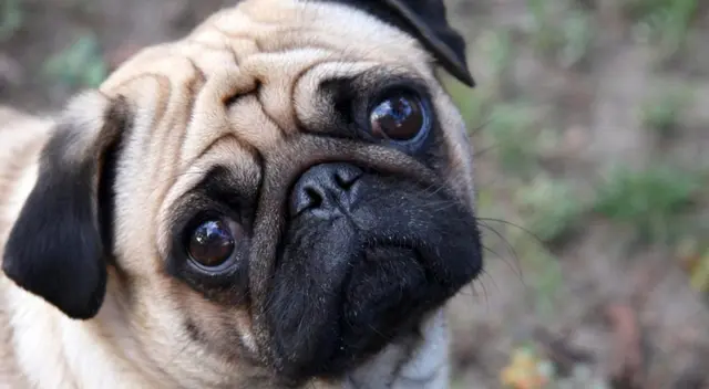 Trata de resolver el desafío viral. Trata de resolver el desafío viral.