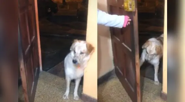 El comportamiento del can desató la risa de miles en las redes sociales.