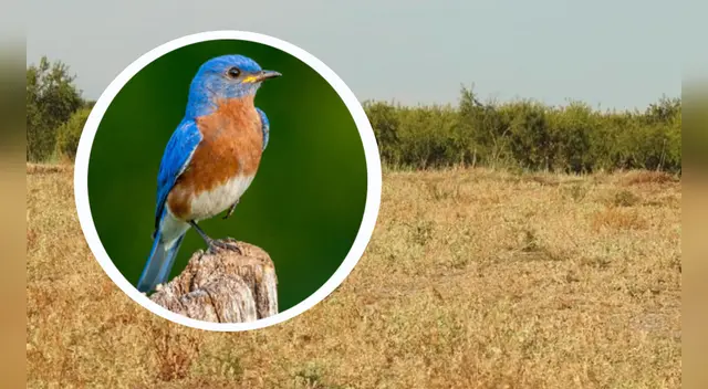 La imagen viral del ave ha causado sensación en las redes sociales. La imagen viral del ave ha causado sensación en las redes sociales.