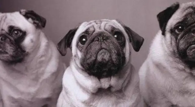 El nuevo reto visual que muy pocos pueden resolverlo. El nuevo reto visual que muy pocos pueden resolverlo.