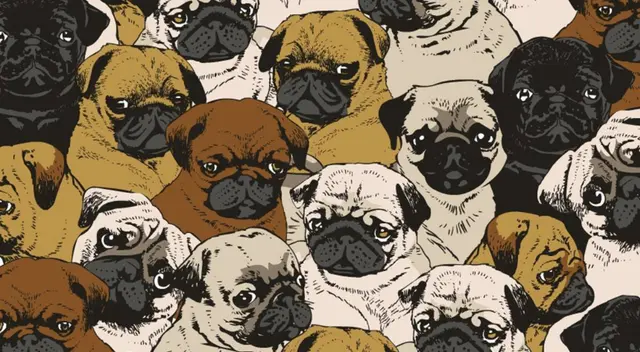 El nuevo reto visual que muy pocos pueden resolverlo. El nuevo reto visual que muy pocos pueden resolverlo.