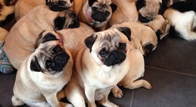 El nuevo reto visual que muy pocos pueden resolverlo. El nuevo reto visual que muy pocos pueden resolverlo.