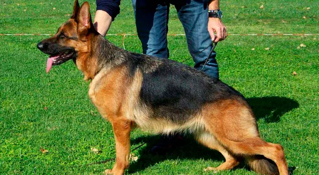 Perro de raza Pastor Alemán. Perro de raza Pastor Alemán.