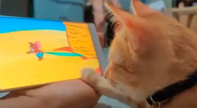 Gatita observa muy atenta los episodios de Tom y Jerry.