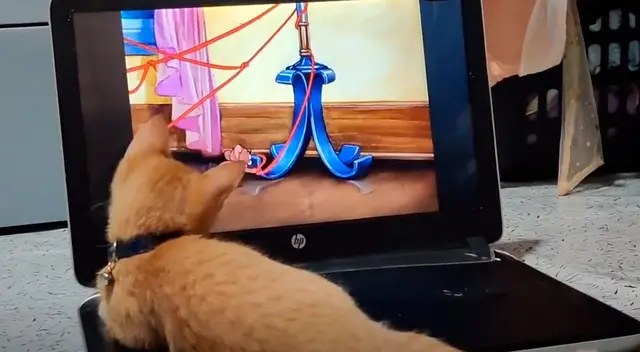 Gatita observa muy atenta los episodios de Tom y Jerry.