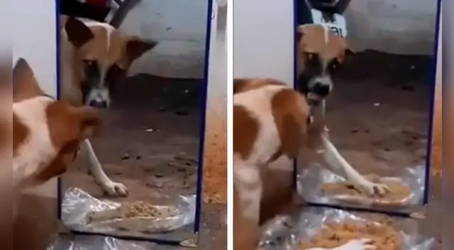 El clip cuenta con miles de reproducciones en TikTok. El clip cuenta con miles de reproducciones en TikTok.