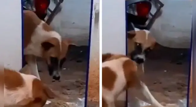 La cómica escena causó la risa de miles de internautas en las redes sociales. La cómica escena causó la risa de miles de internautas en las redes sociales.