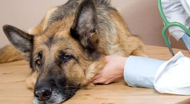 La vacuna es la mejor prevención para esta enfermedad.