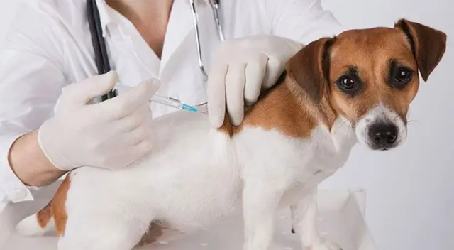 La vacuna es la mejor prevención para esta enfermedad.