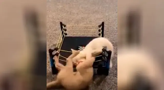 Gatitos se enfrentan al estilo de ‘Wrestlemania’ Gatitos se enfrentan al estilo de ‘Wrestlemania’
