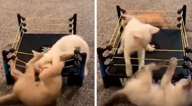 Gatitos se enfrentan al estilo de ‘Wrestlemania’ Gatitos se enfrentan al estilo de ‘Wrestlemania’