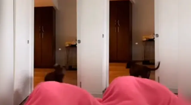 La divertida escena causó sensación en las redes sociales.