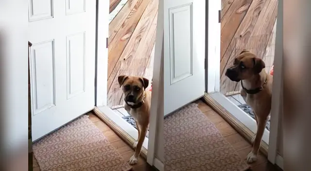 La escena causó la risa de varios usuarios en las redes sociales.