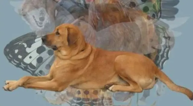 Encuentra al perrito. Encuentra al perrito.