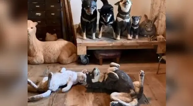 Encuentra al perrito. Encuentra al perrito.