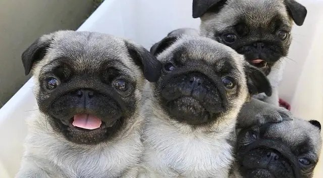 El nuevo reto visual que muy pocos pueden resolverlo El nuevo reto visual que muy pocos pueden resolverlo